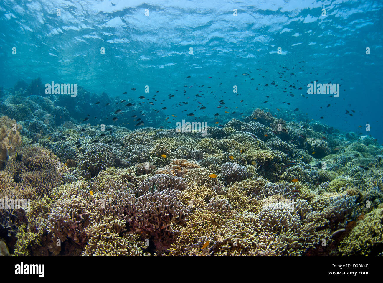 Das wunderschöne Korallenriff von Menjangan Island in North West Bali, Indonesien Stockfoto