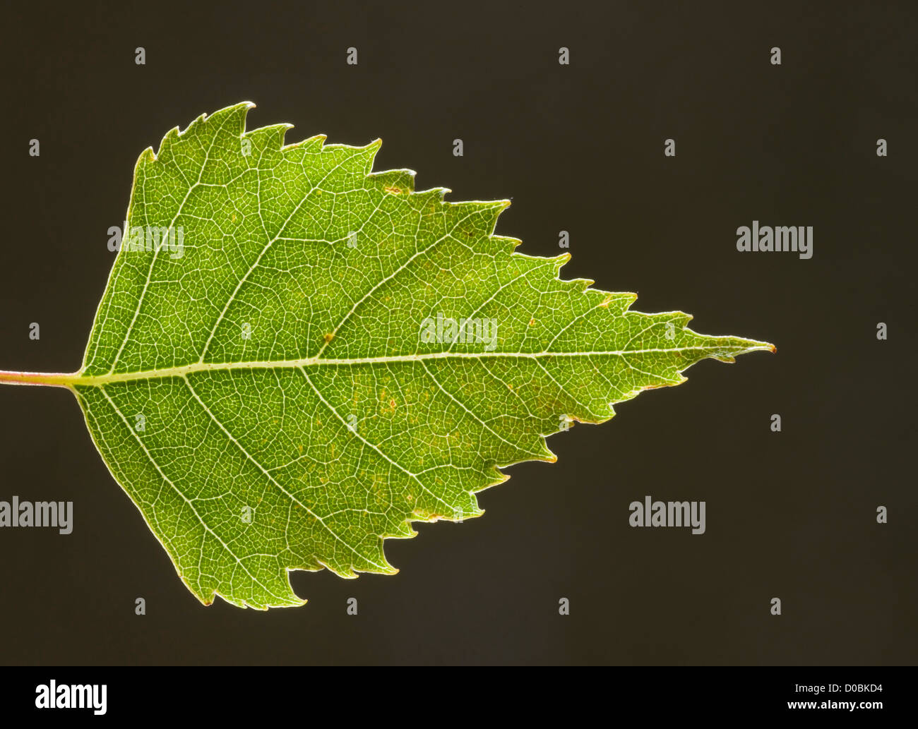 Birke (Betula Pendel) Blattsilber, close-up Stockfoto