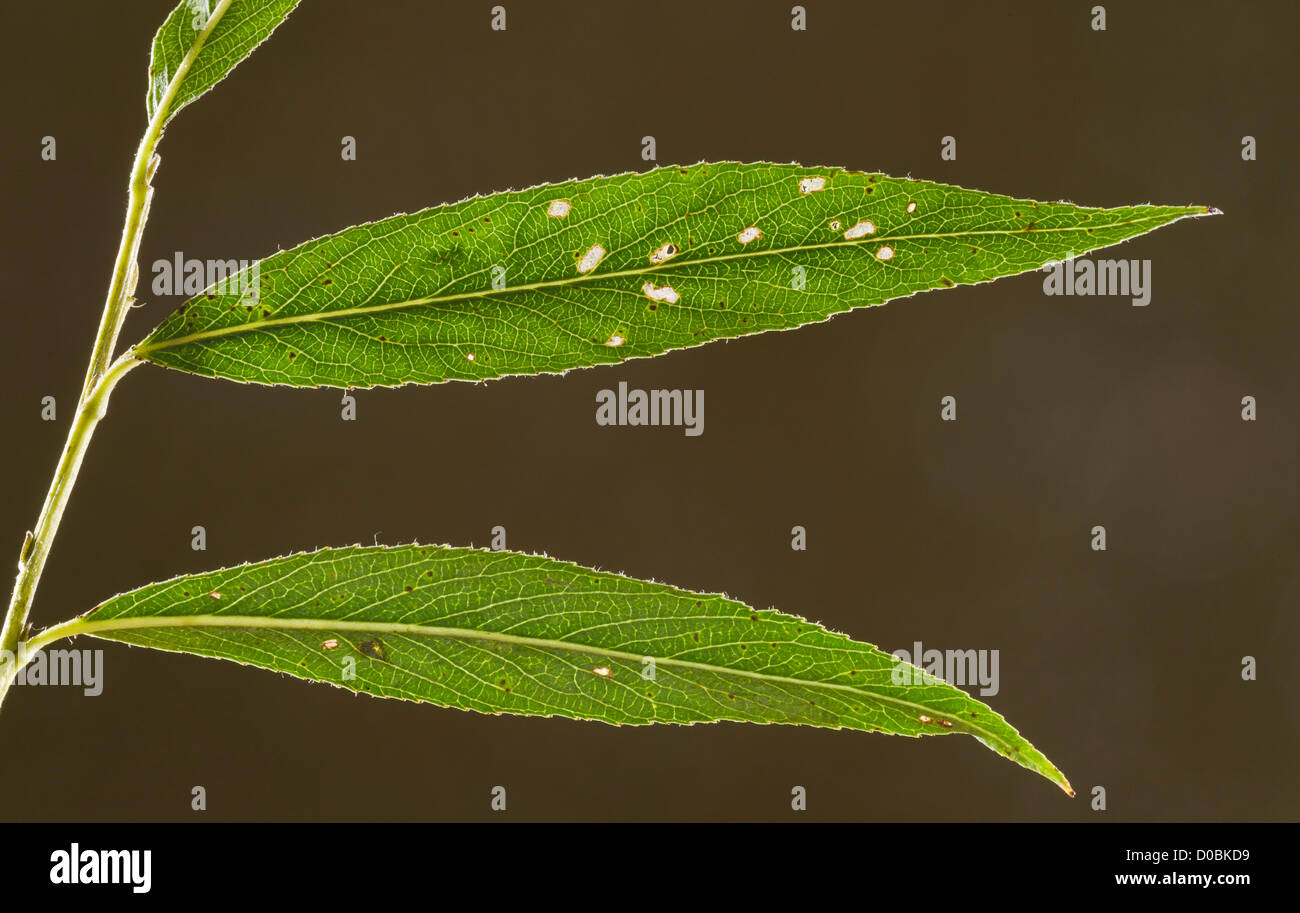 Silberweide (Salix Alba) Laub, close-up Stockfoto