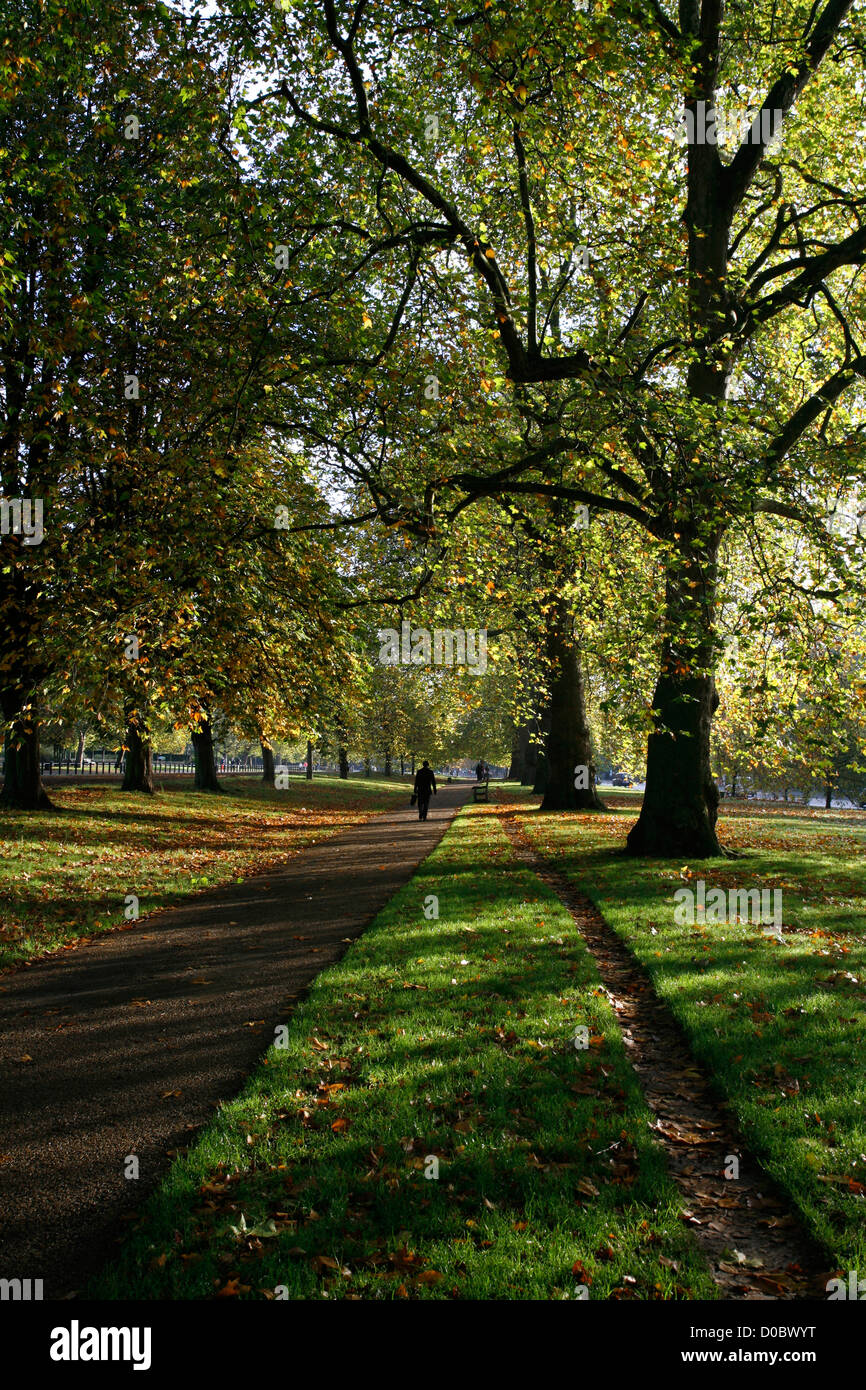Allee der Bäume laufen neben Rotten Row, Hyde Park, Knightsbridge, London, UK Stockfoto