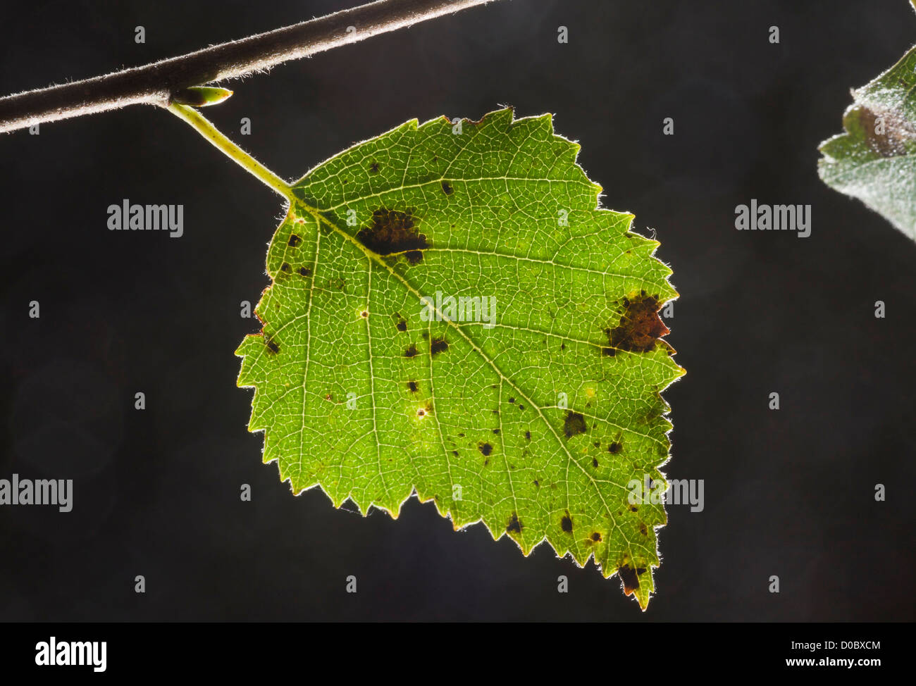 Blatt der Moorbirke (Betula Pendel) Nahaufnahme Stockfoto
