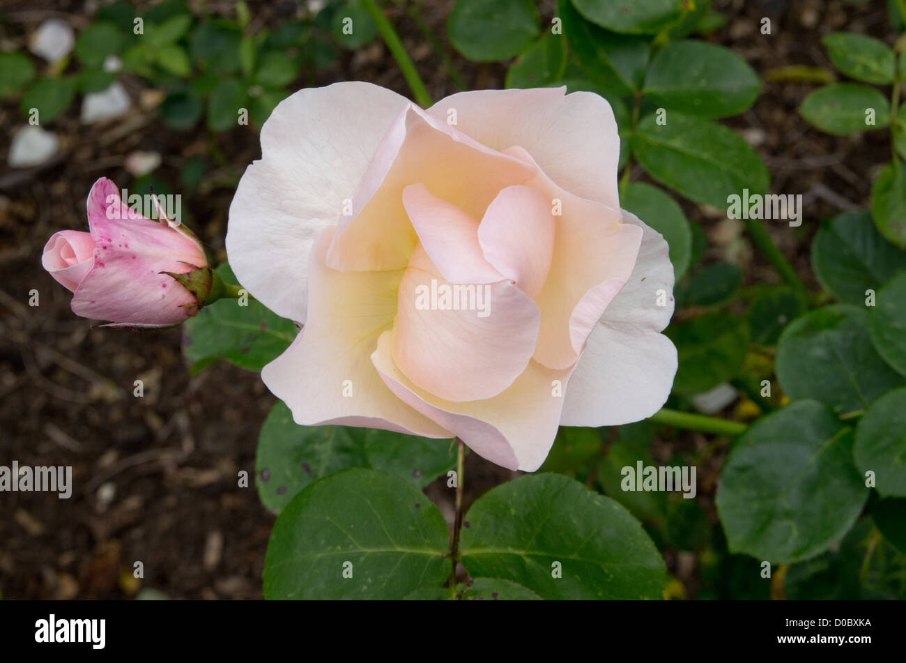 Englische rose "Peach Abschaums" Stockfoto
