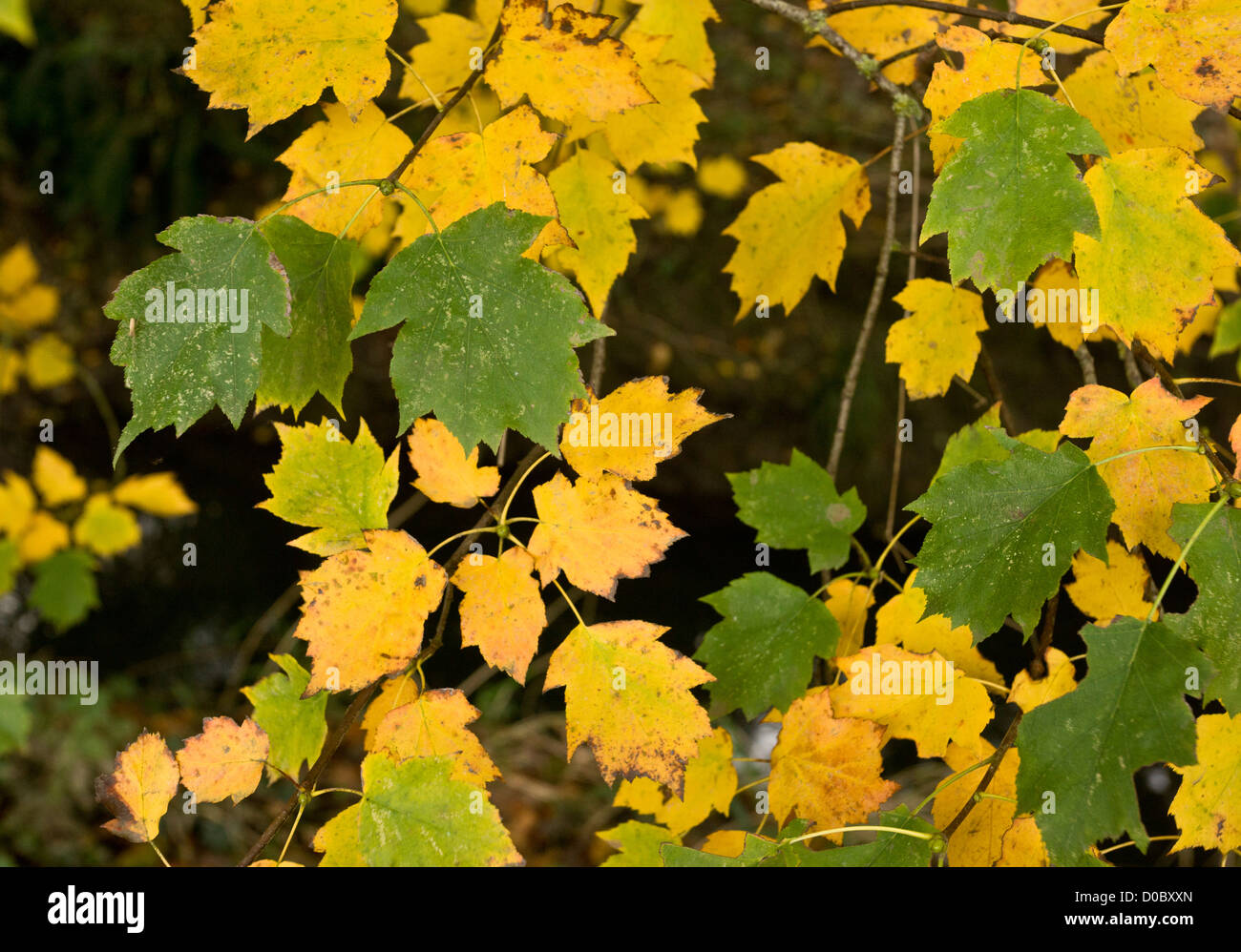 Elsbeere (Sorbus Torminalis) Laub im Herbst Stockfoto