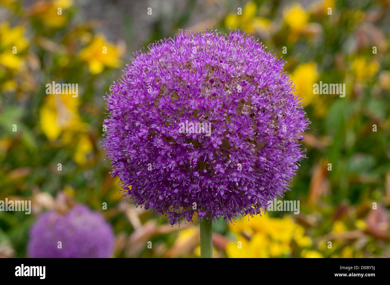 Allium "Giganteum" Stockfoto