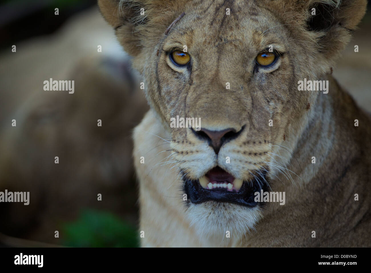 African Lion Cub Panthera Leo in Ruaha Wildreservat. Südlichen Tansania. Afrika Stockfoto