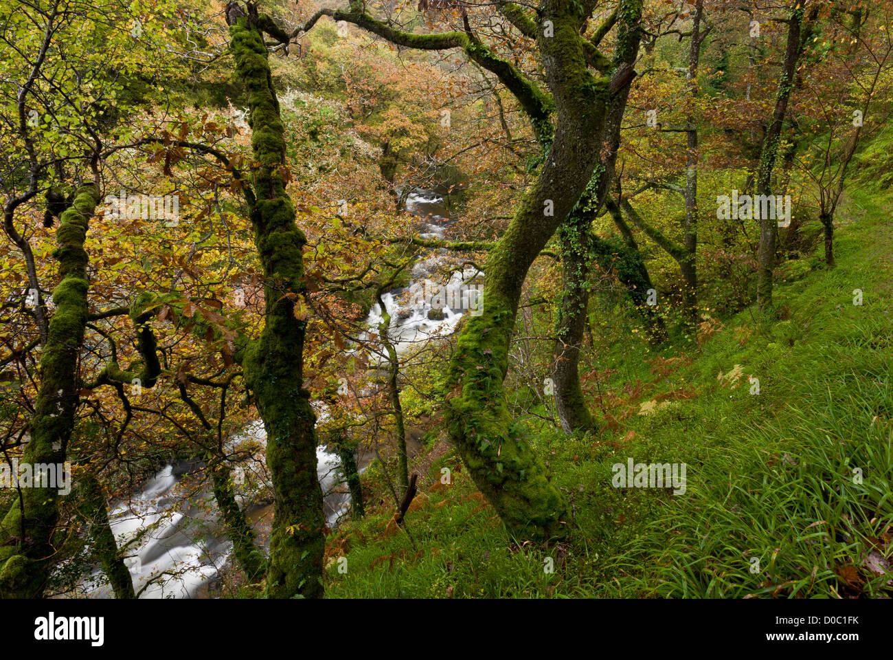 Alter Traubeneiche Wald im West Lyn Tal über Watersmeet, Exmoor National Park, Devon, England, UK Stockfoto