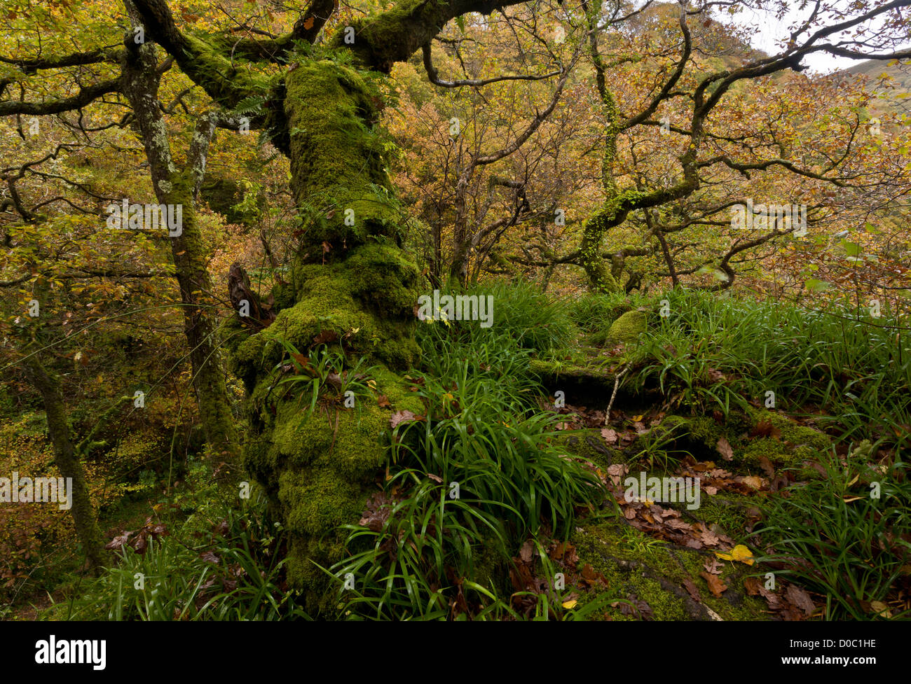 Alter Traubeneiche Wald im West Lyn Tal über Watersmeet, Exmoor National Park, Devon, England, UK Stockfoto