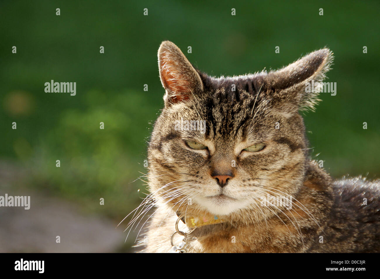 Tabby Katze Kopf mit den Ohren gehen in verschiedene Richtungen Stockfoto