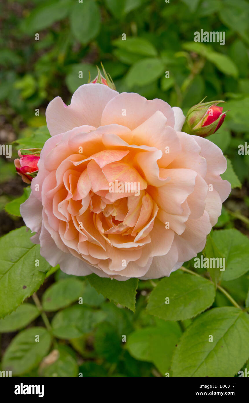 Englische rose 'Grace' Stockfoto