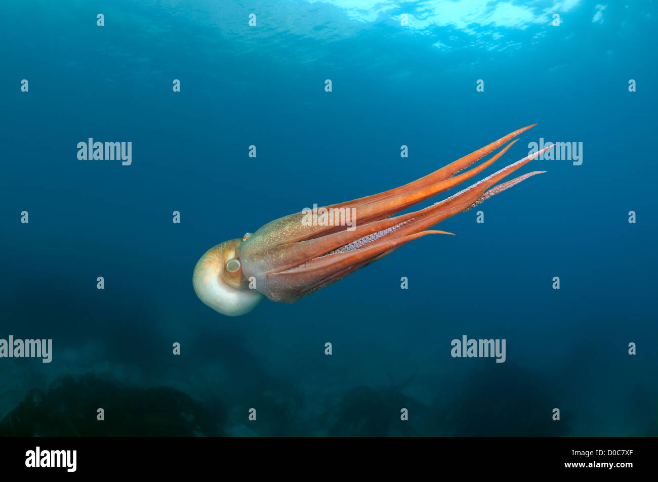 Pazifische Riesenkrake oder Norden pazifische Riesenkrake (Enteroctopus Dofleini), Russiar, Primorsky Krai, Fernost, Japan Sea Stockfoto