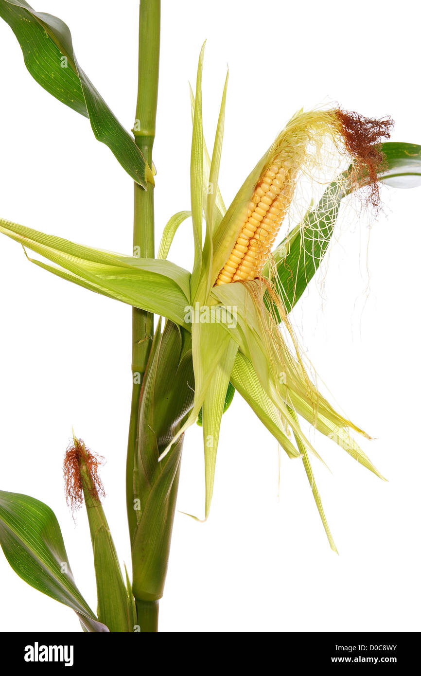 Gelber Mais auf Stamm auf weißem Hintergrund Stockfoto