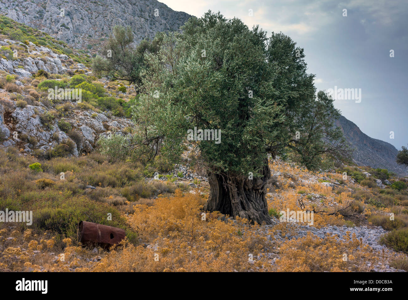 Alte Olivenbäume, Kalymnos Griechenland Stockfoto