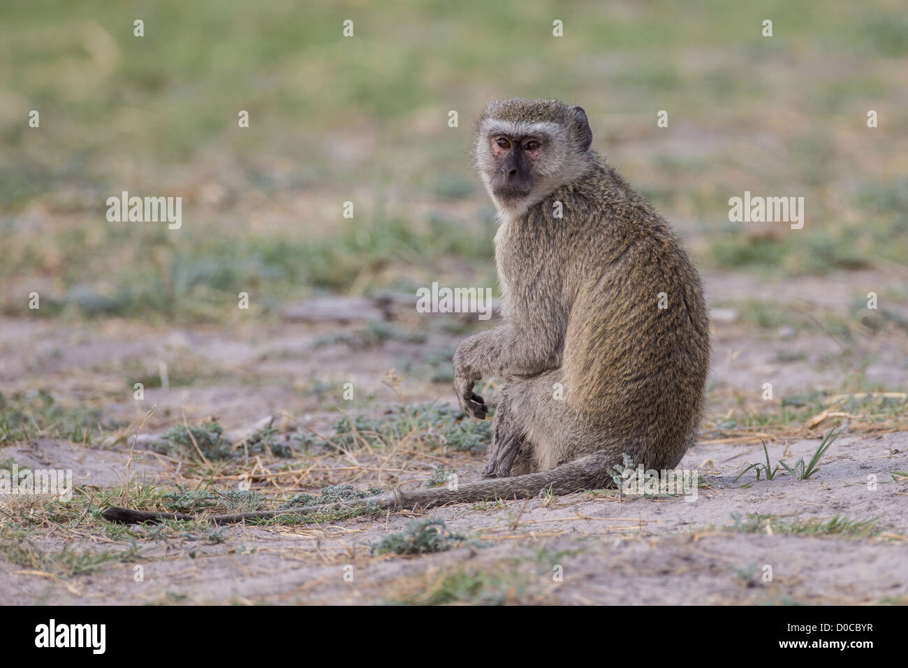 Vervet Affen (grüne Aethiops) in Buffalo National Park, Namibia. Stockfoto