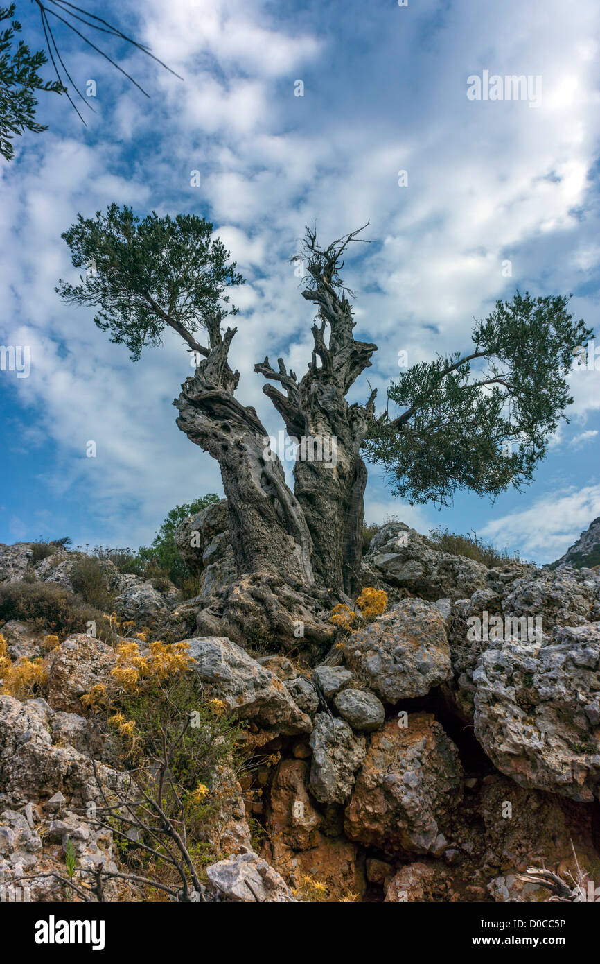 Alte Olivenbäume, Kalymnos Griechenland Stockfoto