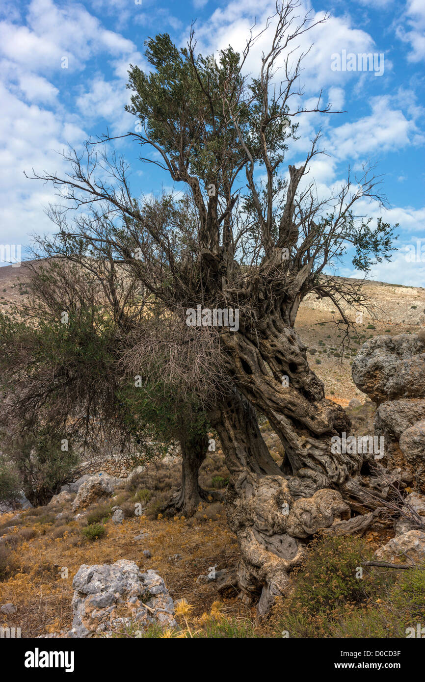 Alte Olivenbäume, Kalymnos Griechenland Stockfoto