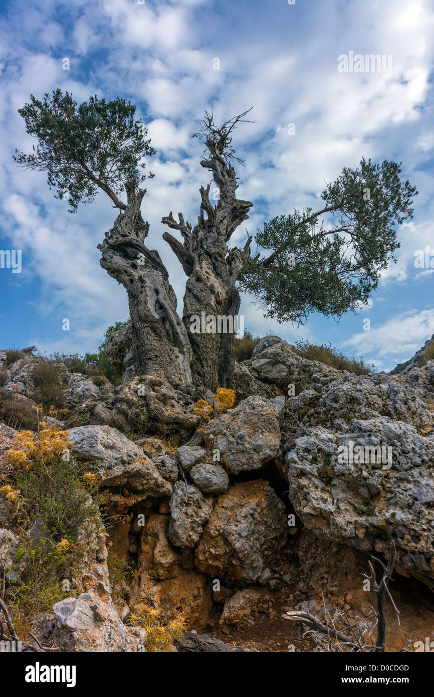 Alte Olivenbäume, Kalymnos Griechenland Stockfoto