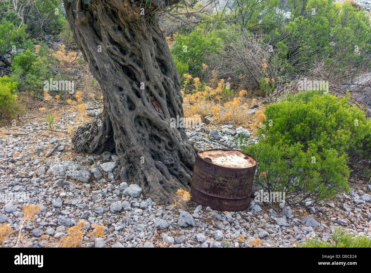 Alten Olivenbaum, Kalymnos Griechenland Stockfoto