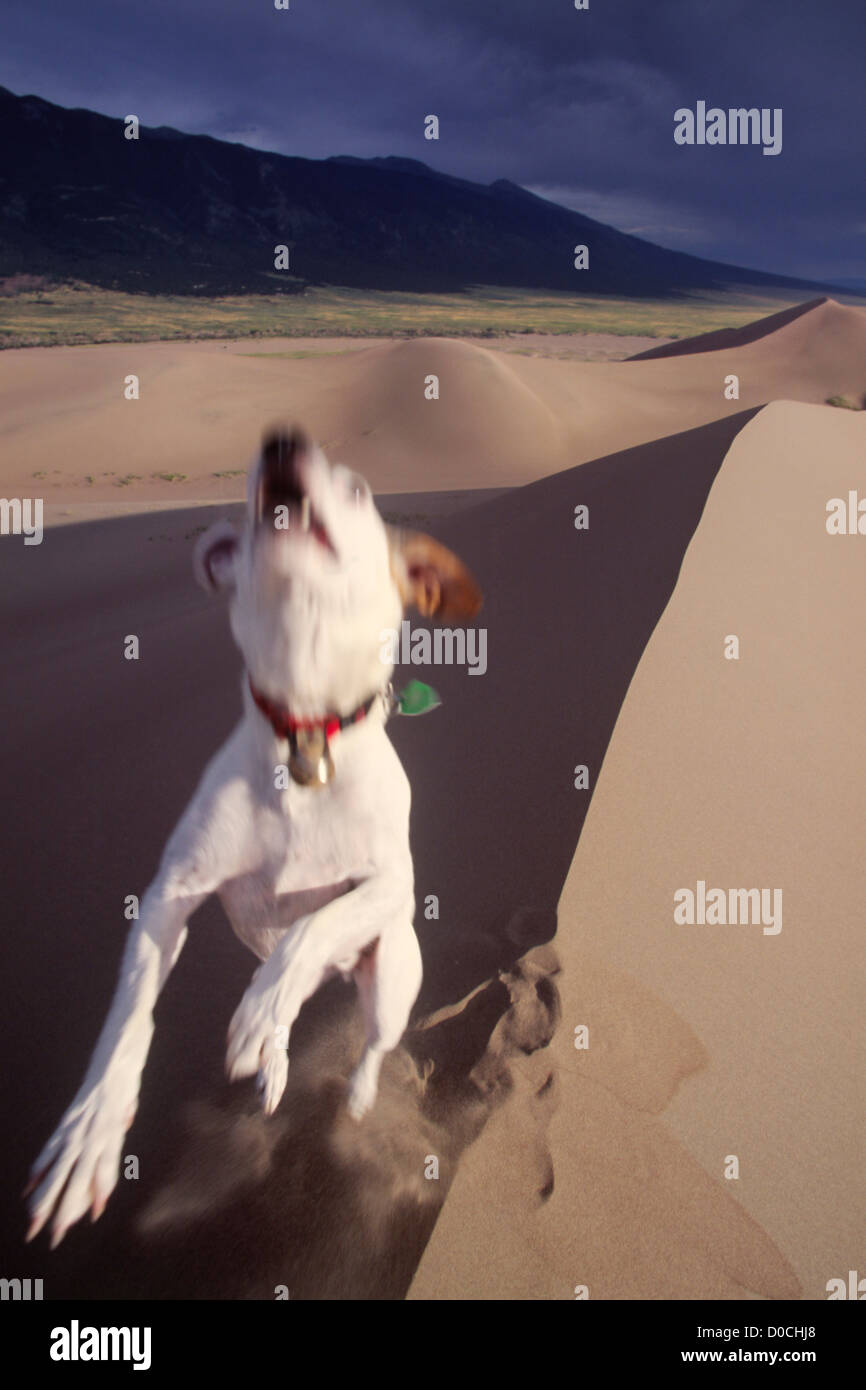Parsons Jack-Russell-Terrier springt in die Luft aus einem Colorado-Dune Stockfoto