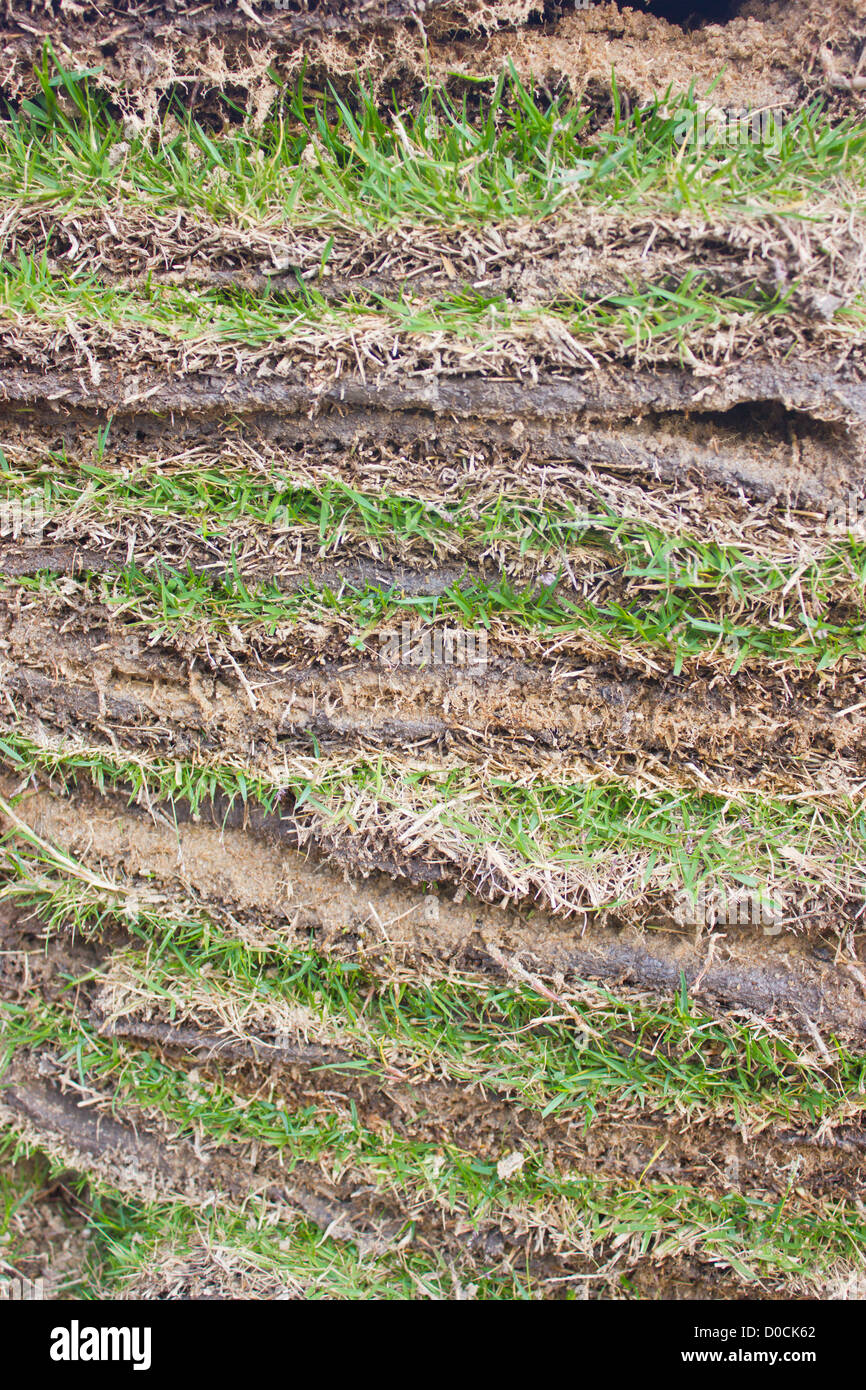 Der grüne Rasen Blätter als Schichten gefaltet. Stockfoto