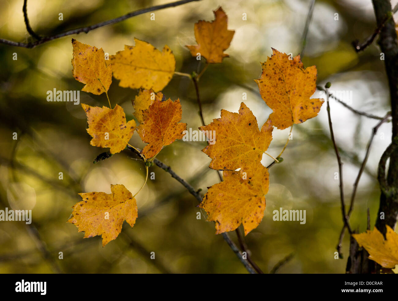 Wilden Speierling (Sorbus Torminalis) Nahaufnahme von Herbstlaub, Dorset, England, UK Stockfoto