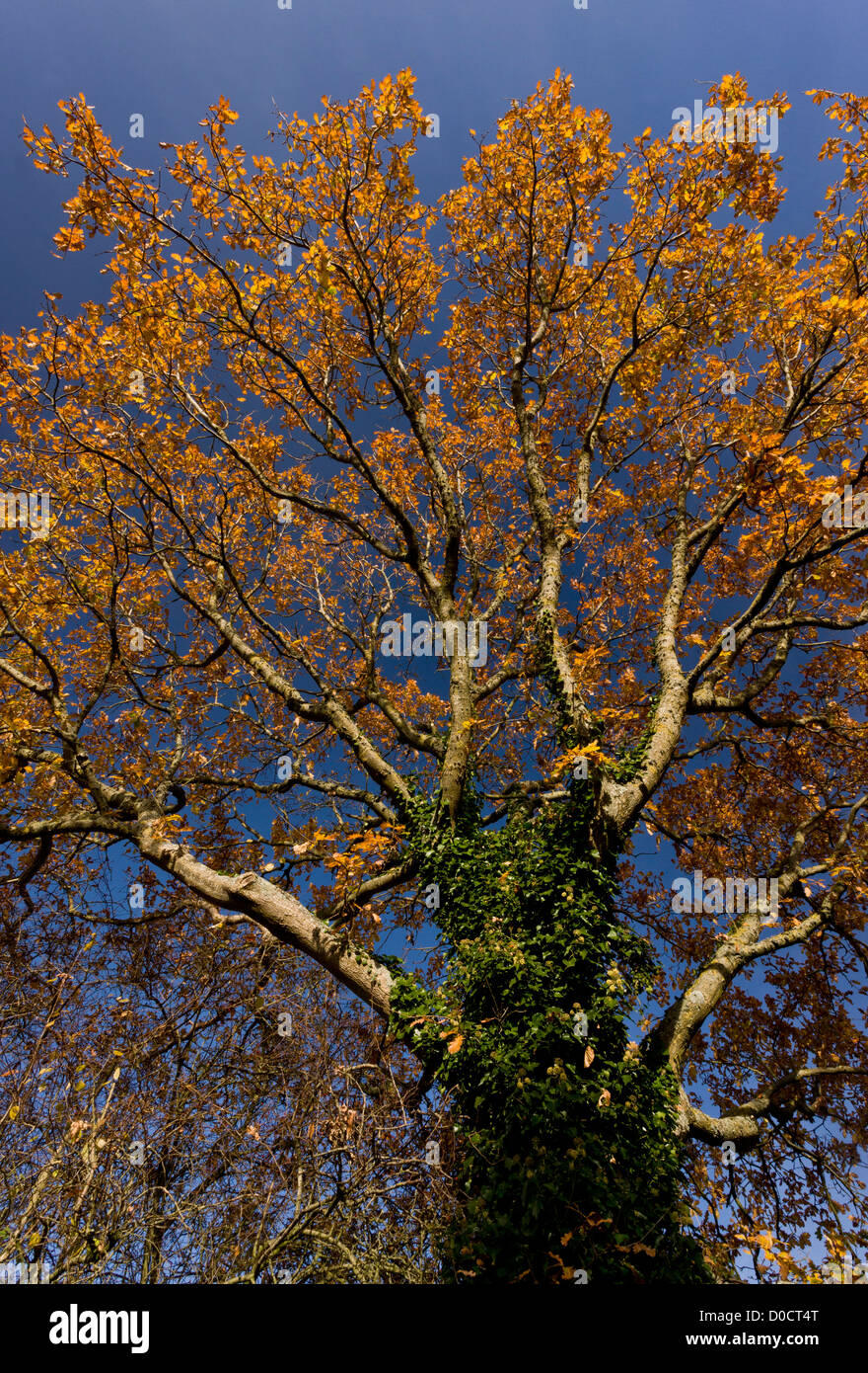 Stieleiche (Quercus Robur) im Herbstlaub, Dorset, England, UK Stockfoto