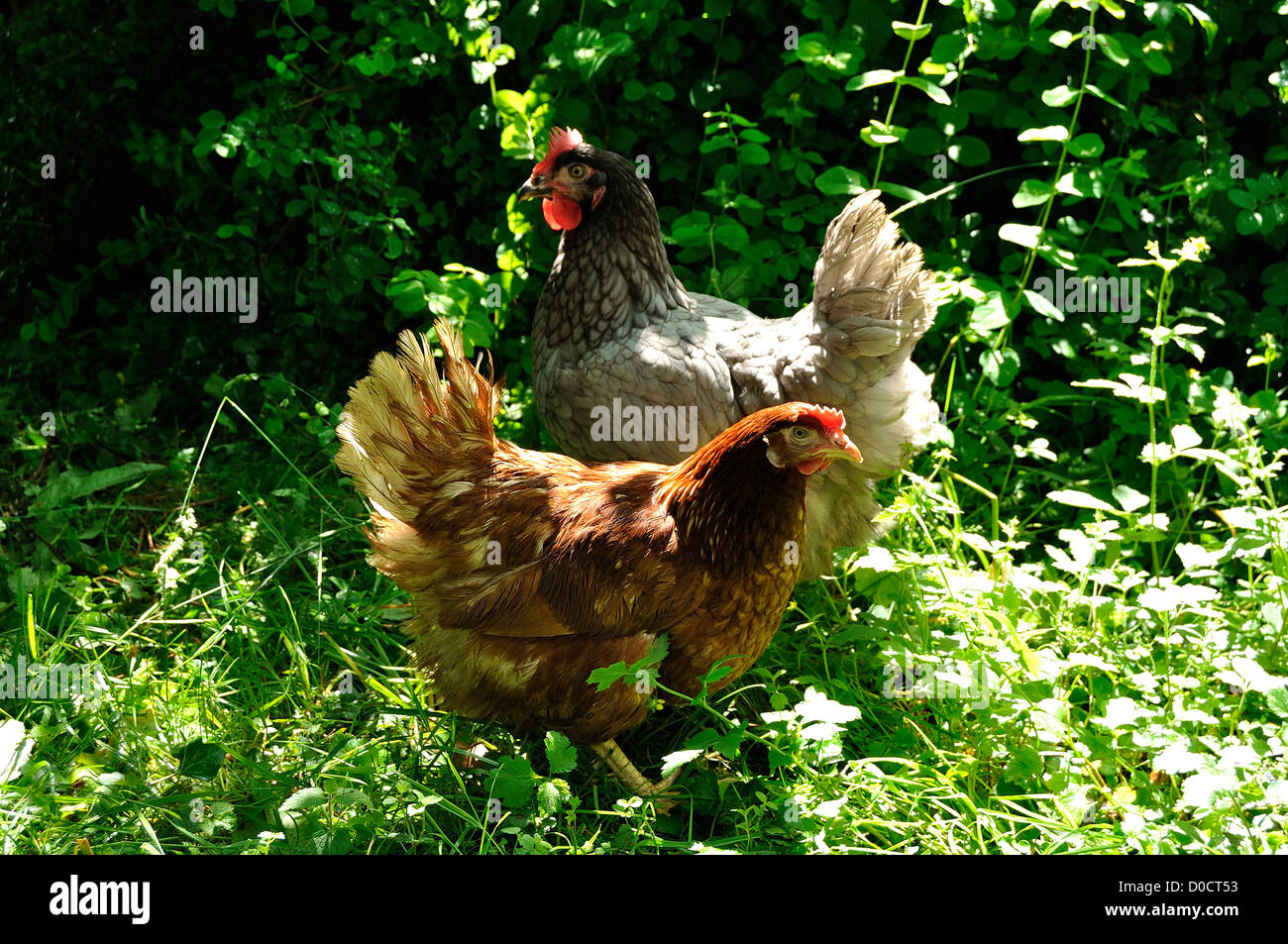 Rote und schwarze Henne und "Limousine" Henne (graue Henne), in einem Garten. Stockfoto