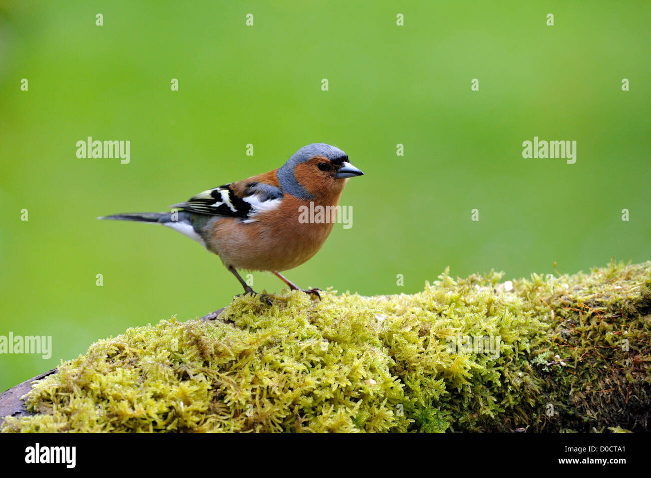 Gemeinsamen Buchfinken (Fringilla Coelebs) Stockfoto