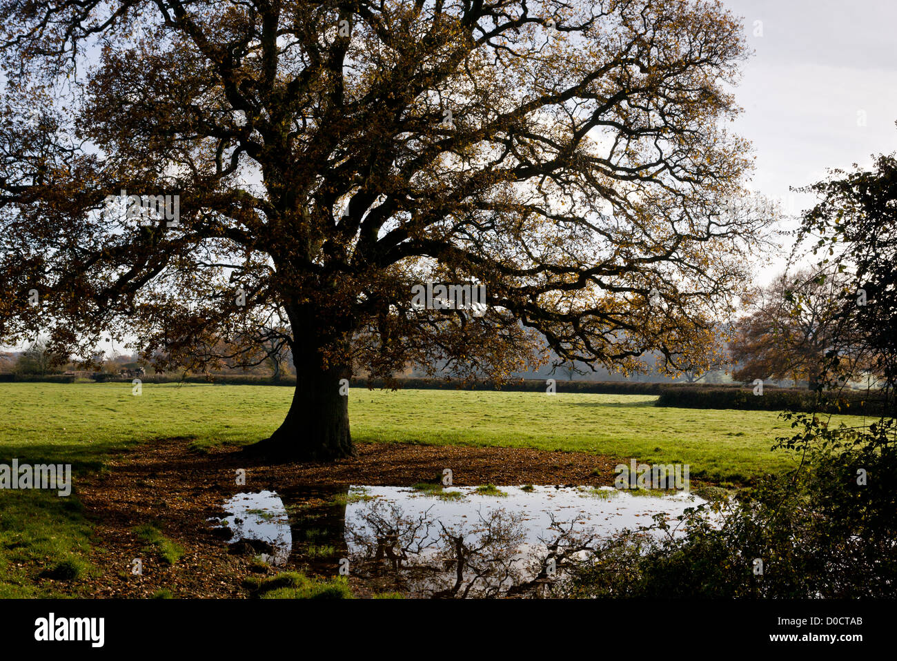 Bauernhof Teich im Stour Valley, in der Nähe von Sturminster Newton, mit gemeinsamen Eiche im Herbst. Dorset, England, Vereinigtes Königreich Stockfoto