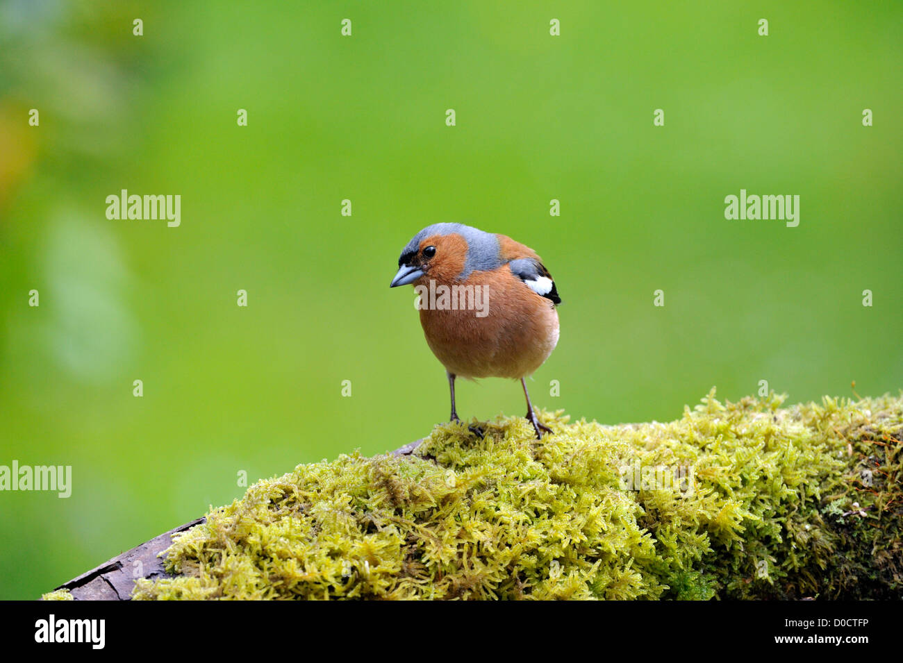 Gemeinsamen Buchfinken (Fringilla Coelebs) Stockfoto