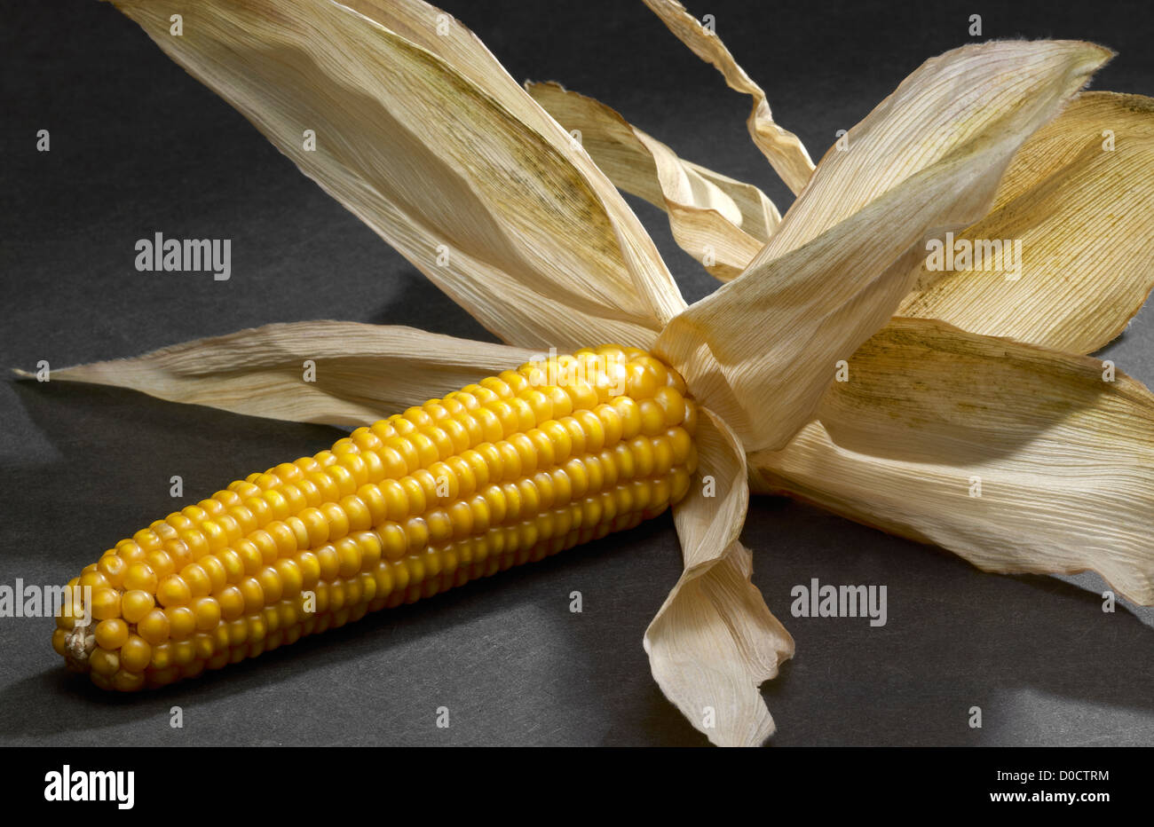 einen trockenen ausgepackt gelben Maiskolben in dunklen Rücken Stockfoto