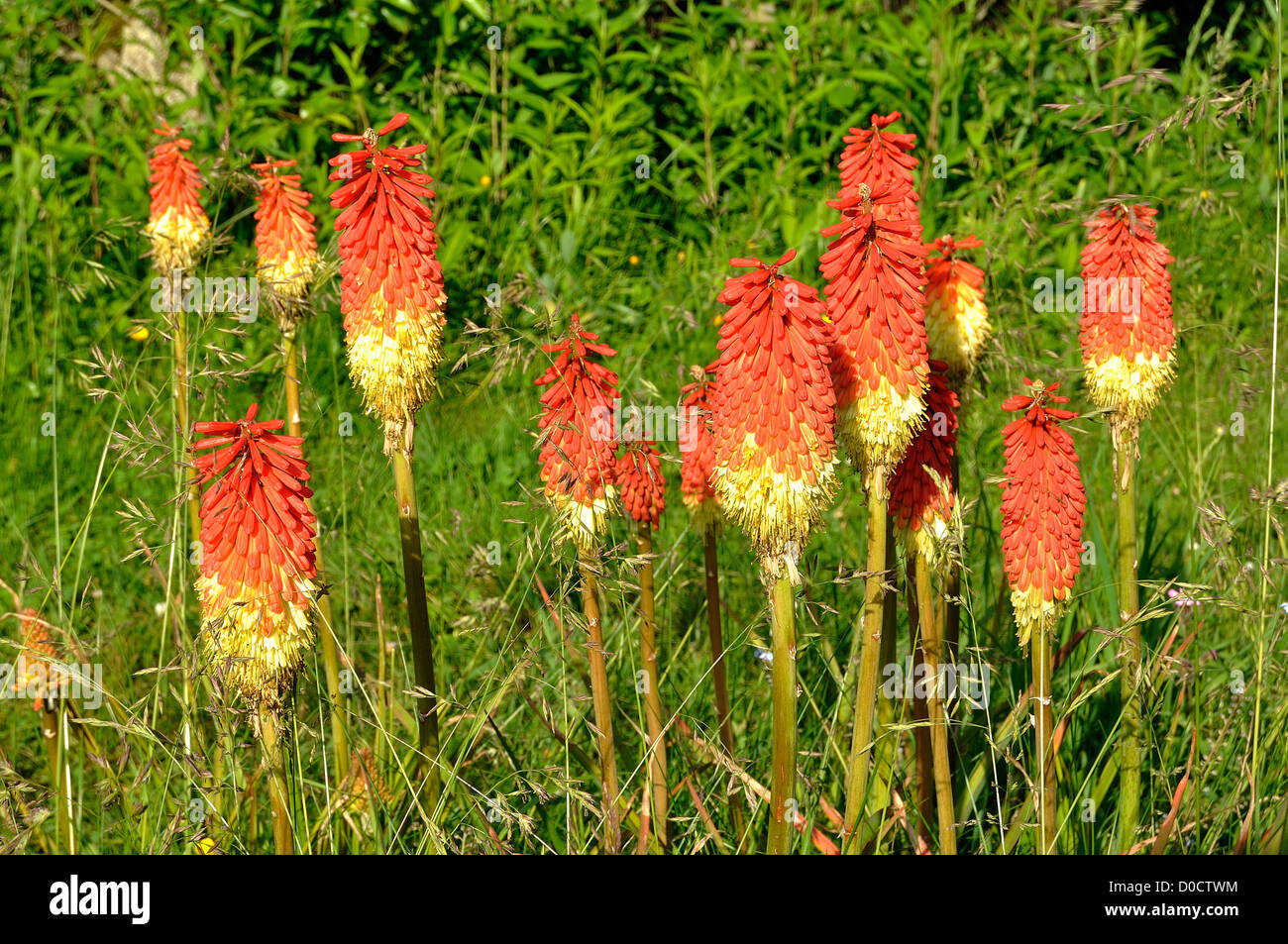 Blumen von Tritoma (Kniphofia), andere häufige Namen: rote heiße Poker, Fackel-Lilie, Poker-Anlage). Stockfoto