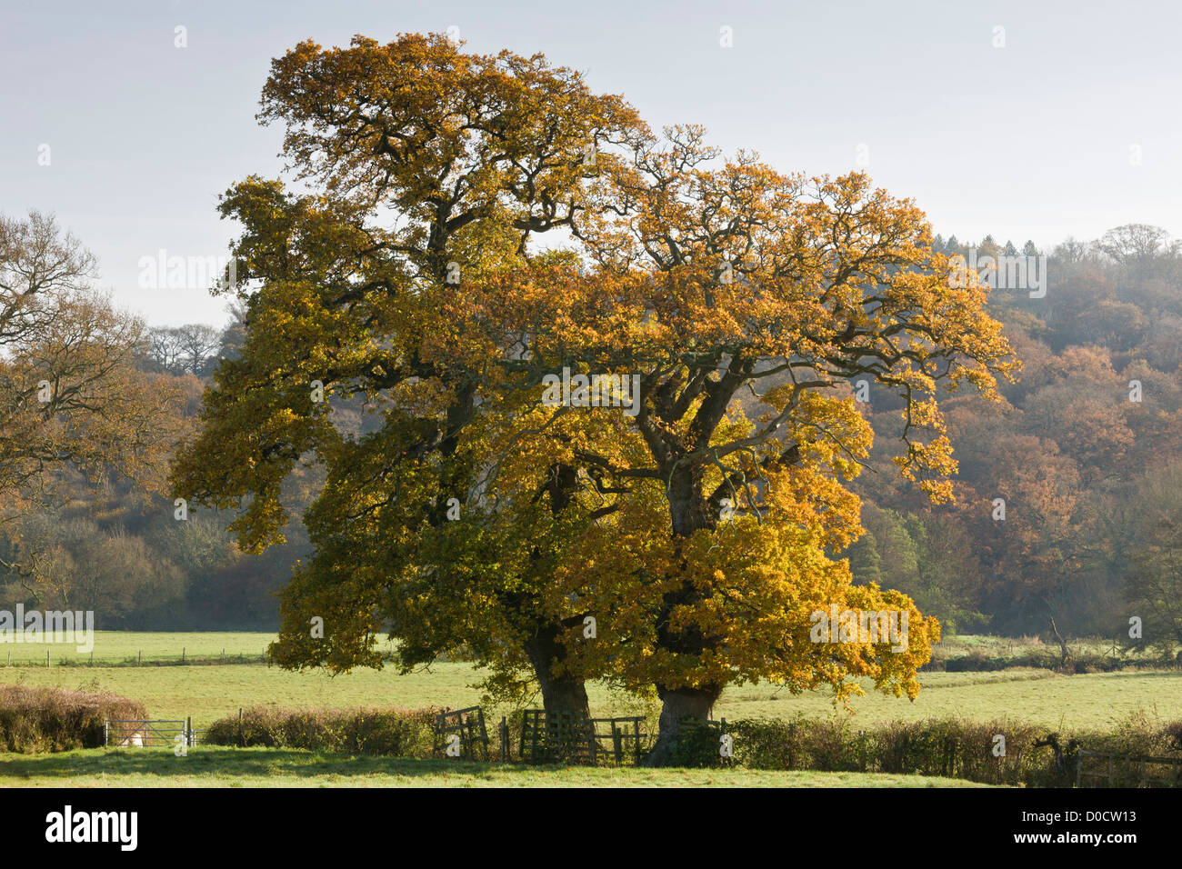 Stieleiche (Quercus Robur) im Herbstlaub, Stour Valley, Dorset, England, UK Stockfoto