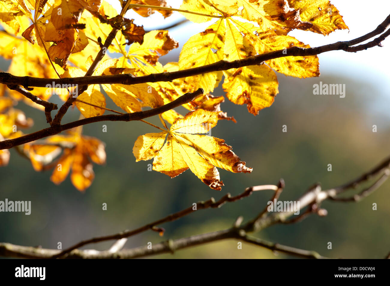 Rosskastanie Baum im Herbst Stockfoto