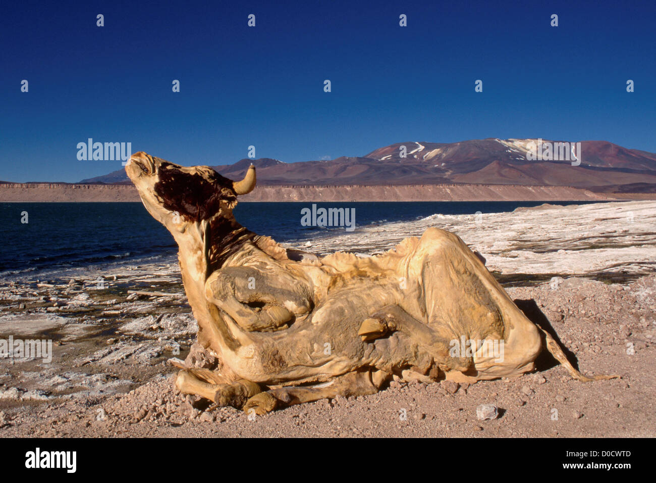 Open Air Mumifizierung in der hohen Atacama Stockfoto