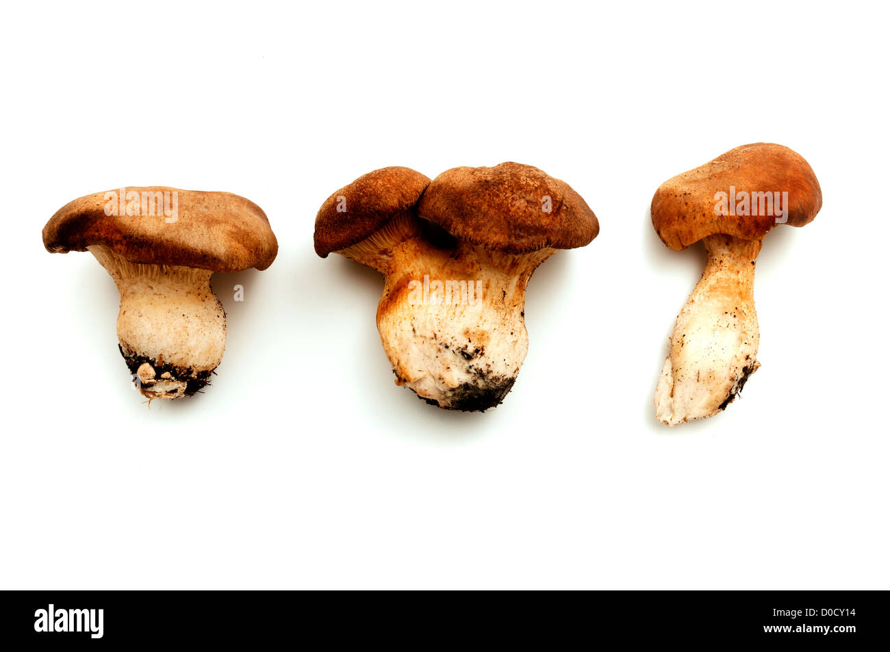König Austernpilz auf weißem Hintergrund Stockfoto
