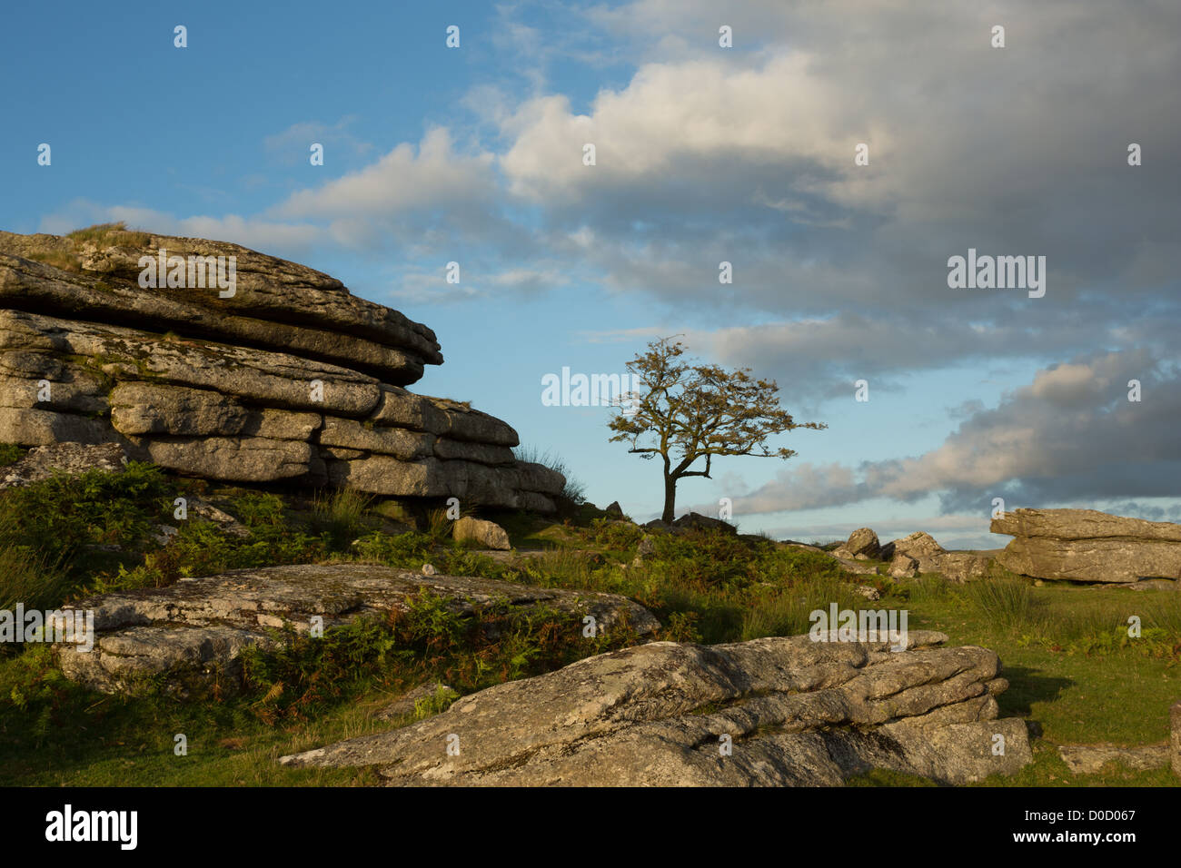 Einsamer Weißdorn Baum auf Feder Tor im Sommer Dartmoor National Park, Devon, England, Uk Stockfoto