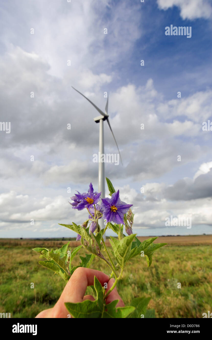 Menschliche Hand halten eine Wildflower unter eine große Windkraftanlage in der Nähe von Weatherford, Oklahoma Stockfoto