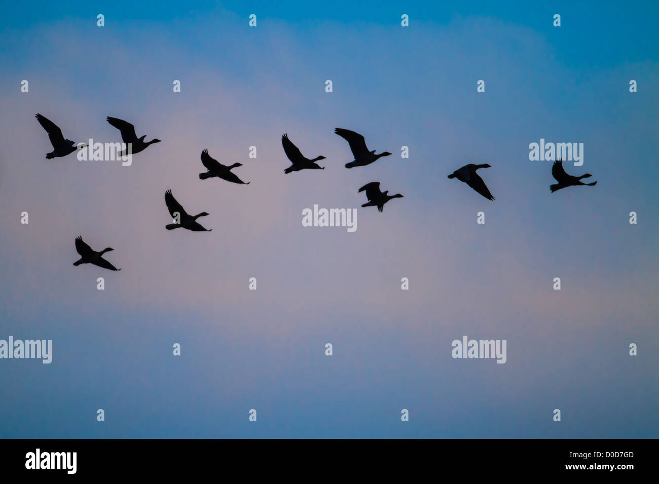 Pink-footed Goose (Anser Brachyrhynchus) strömen im Flug bei Dämmerung, Snettisham, Norfolk Stockfoto