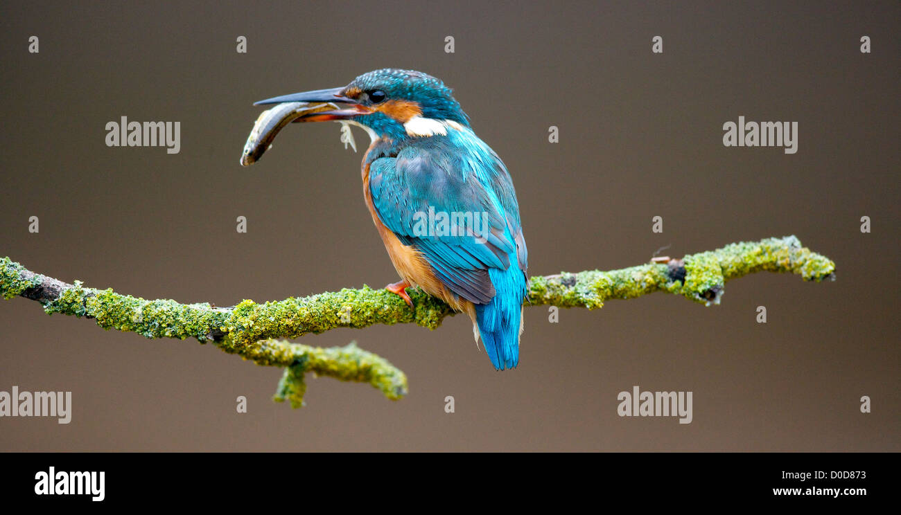 Eisvögel im natürlichen Lebensraum Stockfoto