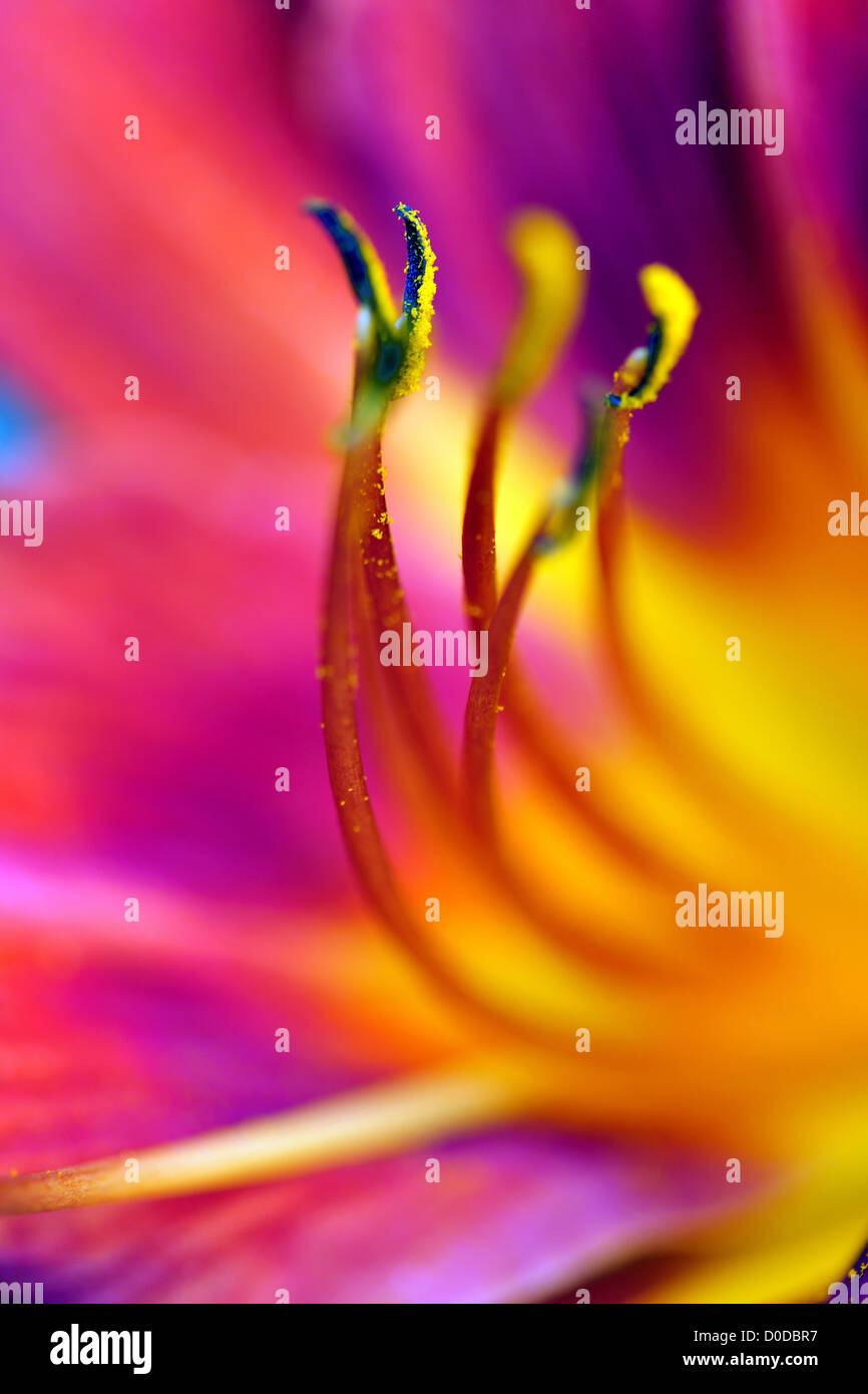 Blume, Natur, lilly, Stilleben, Blüte, Blüte, Botanik, Botanik, Dekoration, Kunst, Lifestyle Blume, Flower Power, Foto Kazimierz Jurewicz Stockfoto