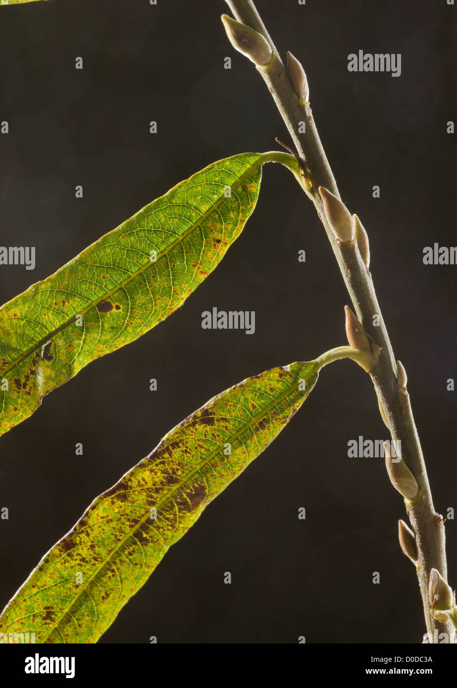 Blatt des gemeinsamen Korbweide (Salix Viminea) Nahaufnahme Stockfoto