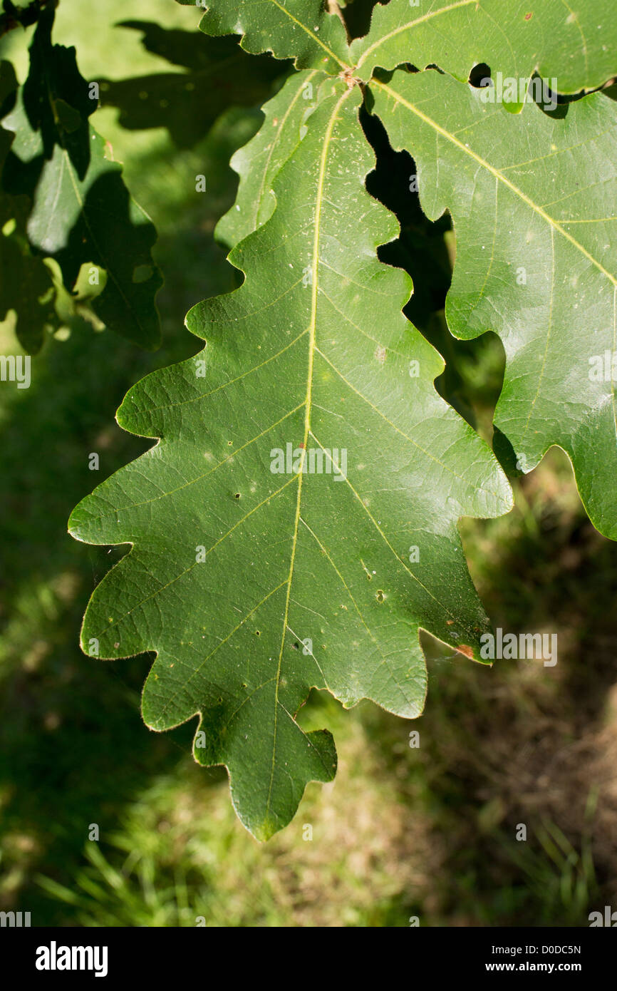 Daimyo Eiche (Quercus Dentata) Blatt, close-up Stockfoto