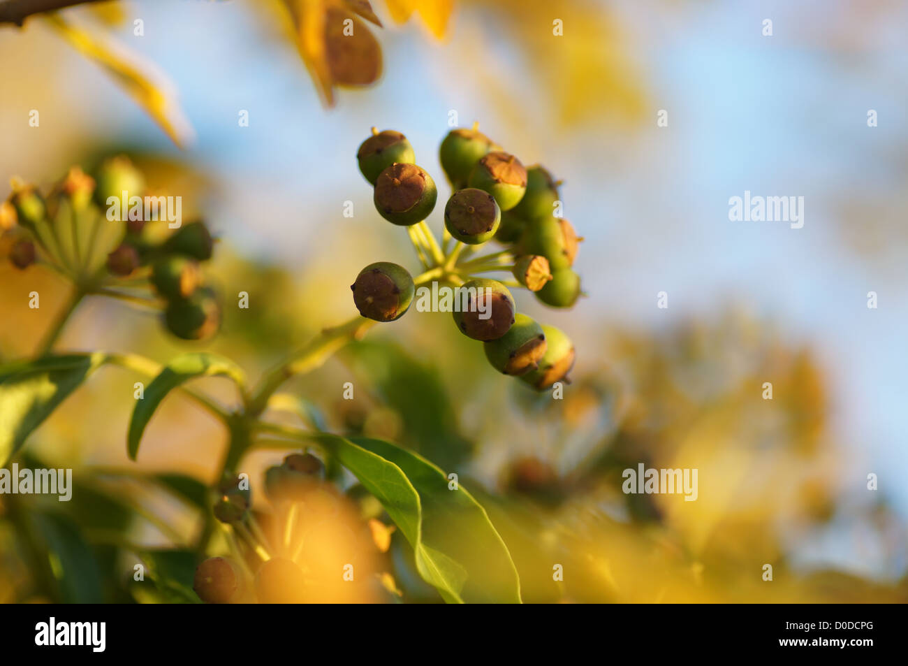 Goldene Herbst-Farben Stockfoto