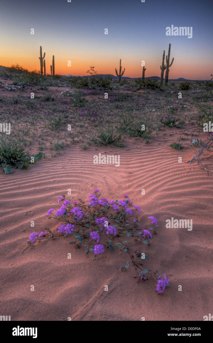 Eine Wüste Sand Eisenkraut auf Sanddünen in Cabeza Prieta National Wildlife Refuge, Süd-Arizona. Stockfoto