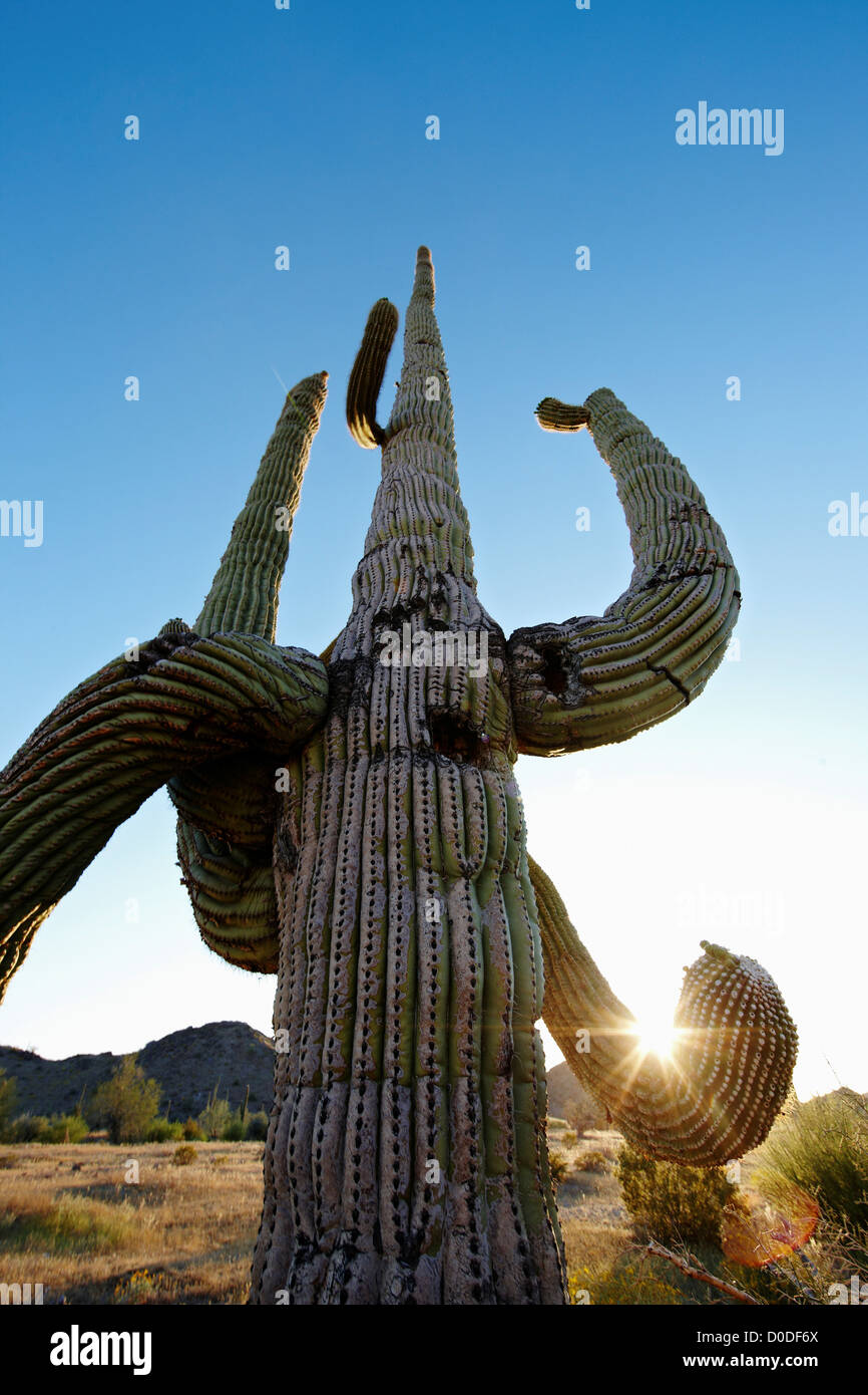 Eine verdrehte Saguaro-Kaktus (Carnegiea Gigantea) auf Barry M. Goldwater Air  Force Range südlichen Arizona. In Arizona ist es verboten Stockfotografie -  Alamy