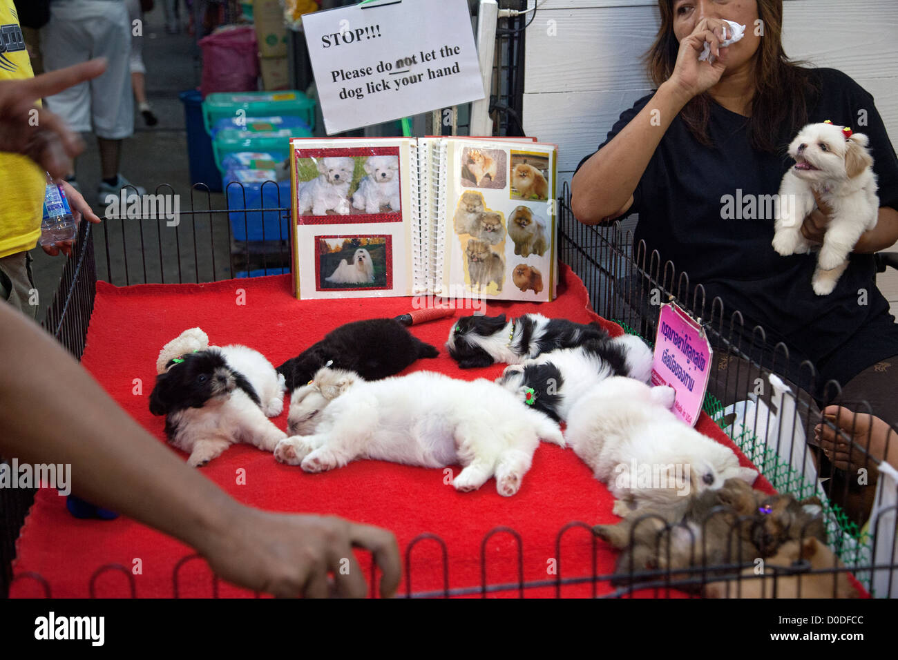 WELPEN FÜR VERKAUF CHATUCHAK WEEKEND MARKT DEN GRÖßTEN MARKT IN ASIEN ERSTRECKT SICH ÜBER 30 HEKTAR BANGKOK THAILAND Stockfoto