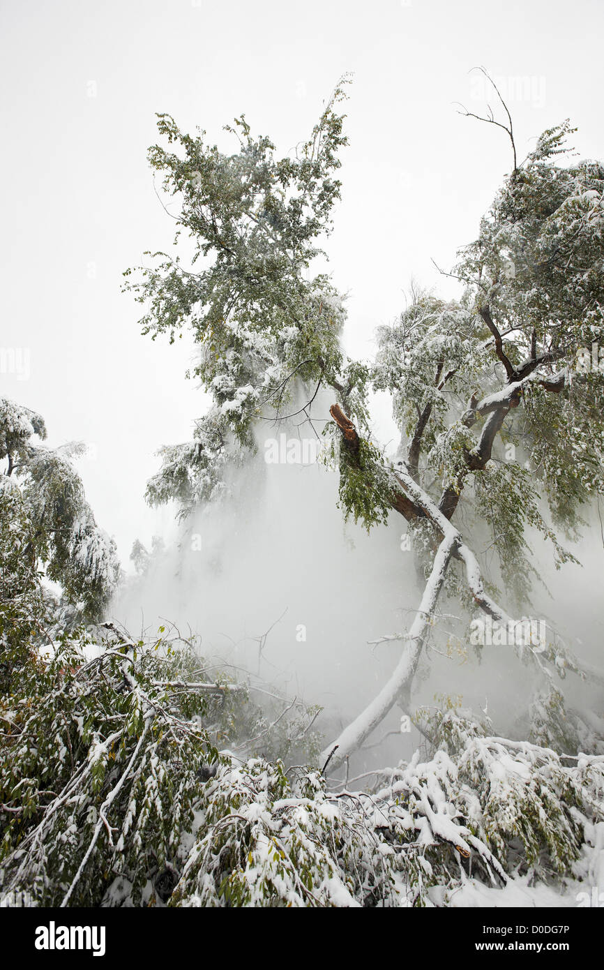 Großer Ast eines Baumes in einem städtischen Umfeld Handauflegen eines Hauses, nachdem es durch das Gewicht der Schnee fiel. Stockfoto