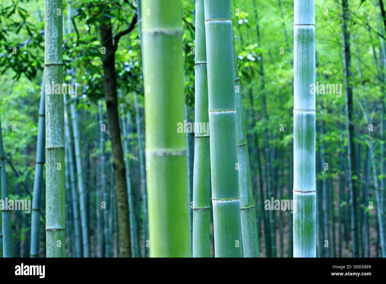 Hintergrundbild von Bambus Stockfoto