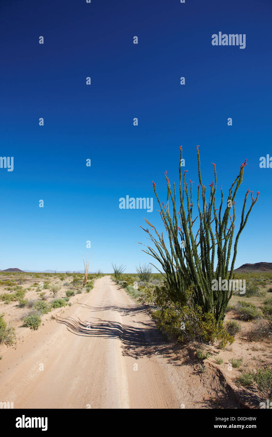 El Camino del Diablo, Autobahn des Teufels und Ocotillo (Fouquieria Splendens), Süd-Arizona Stockfoto