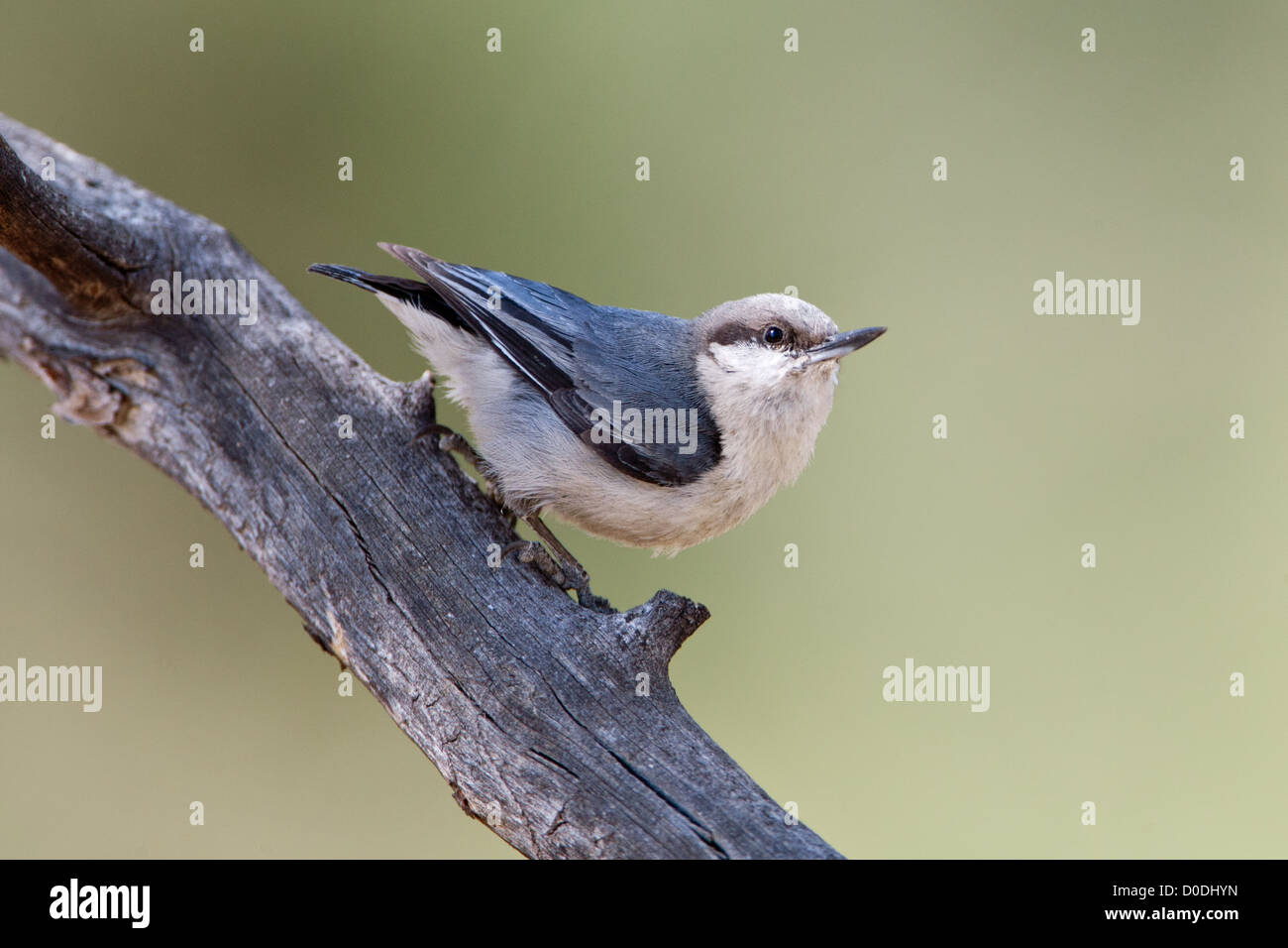Pygmäen Nuthatch Vogel Vögel singvögel Vogelkunde Vogelkunde Wissenschaft Natur Tierwelt Umwelt Nuthatches Stockfoto